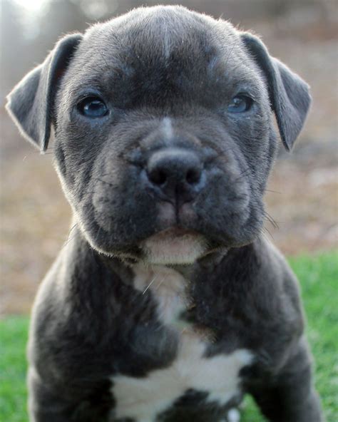 blue nose bully pitbull puppies sale|blue nose pitbull puppy for sale.